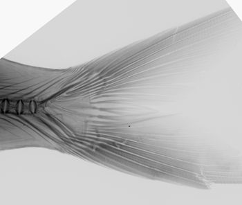 Media type: image; Ichthyology 22212   Description: xray;  Aspect: lateral, caudal